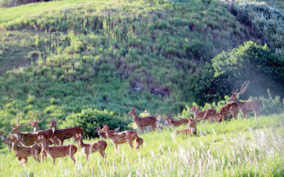 Managing Maui Deer Population, sustainable food is mission of business