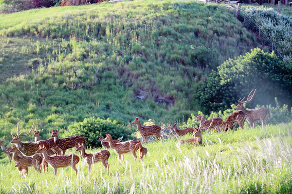 A pack of deer upcountry Maui