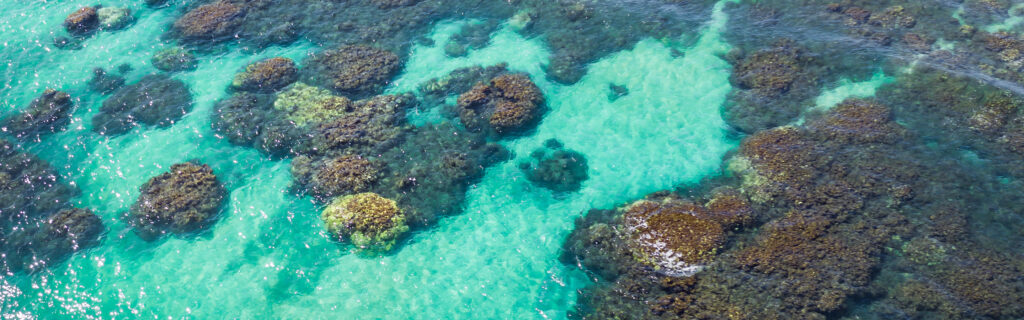 Thriving coral reef off of the Olowalu shoreline on Maui.