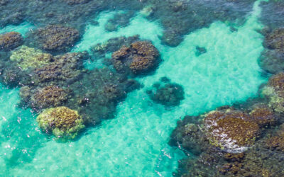 Organic Farming Bills, Workforce Housing, and Olowalu Reef Restoration Efforts