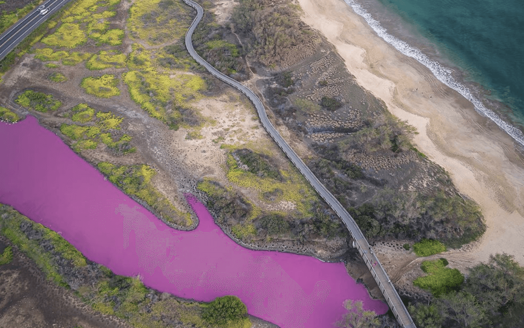 Local Crops & Stunning Phenomenon Spark Debate & Draw Intrigued Visitors