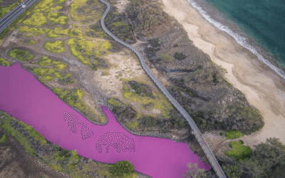 Local Crops & Stunning Phenomenon Spark Debate & Draw Intrigued Visitors